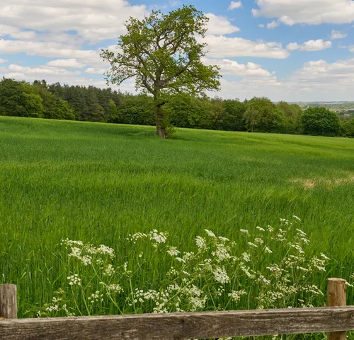 Green tree in green field This landscape photograph features a green tree standing prominently in the middle of a lush green field. The scene is captured during the early afternoon in spring, as indicated by the fresh, vibrant growth of vegetation and the clear, partly cloudy sky. In the foreground, there are wildflowers and a wooden fence, while the background shows a line of dense trees and rolling countryside. The overall composition highlights the natural beauty of the rural setting.
